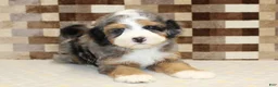 Mini Bernedoodle dogs for sale: Charlie - Ad 3