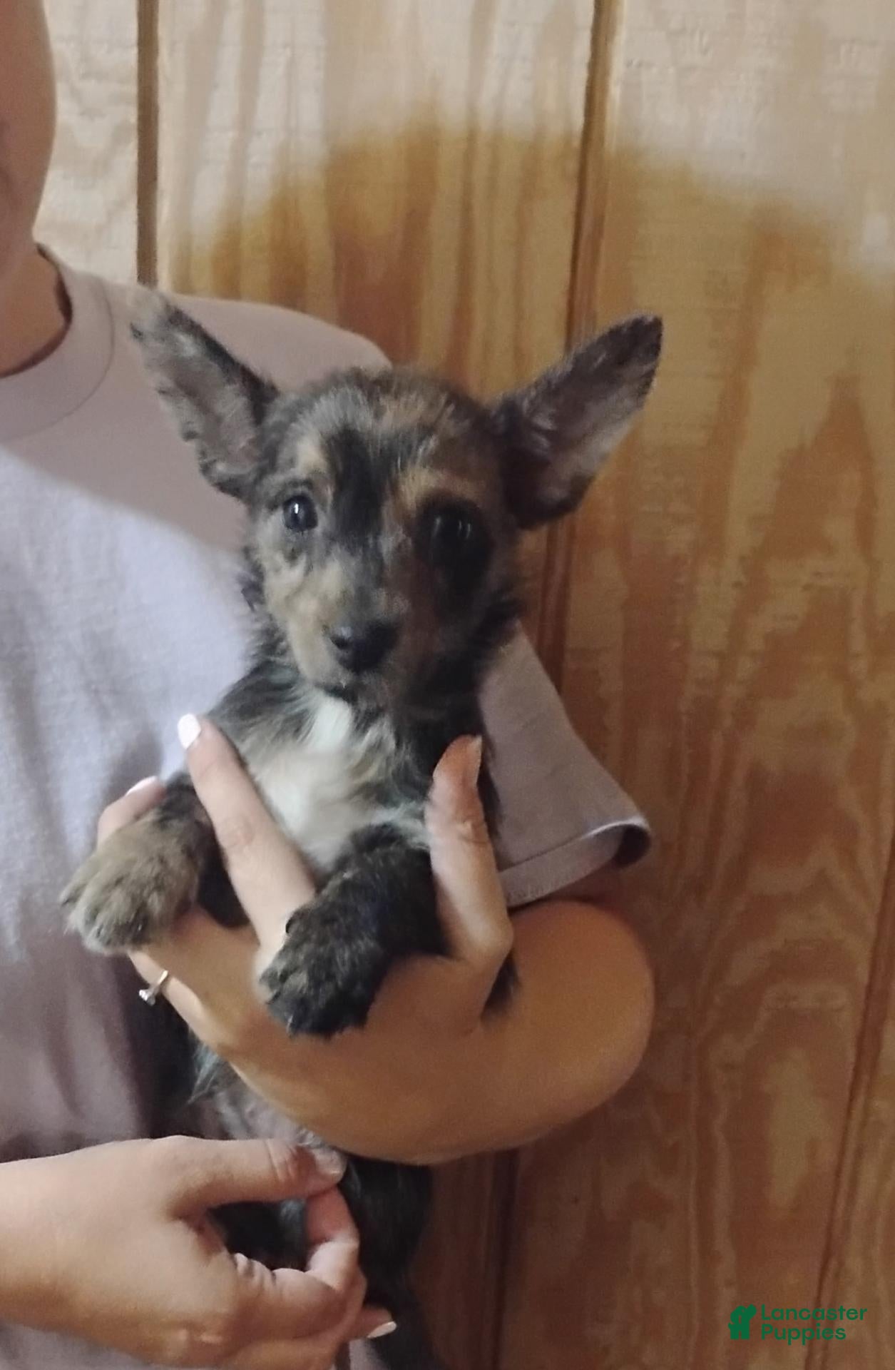 Mixed Breed dogs Mixed Breed 1 - Ad 5