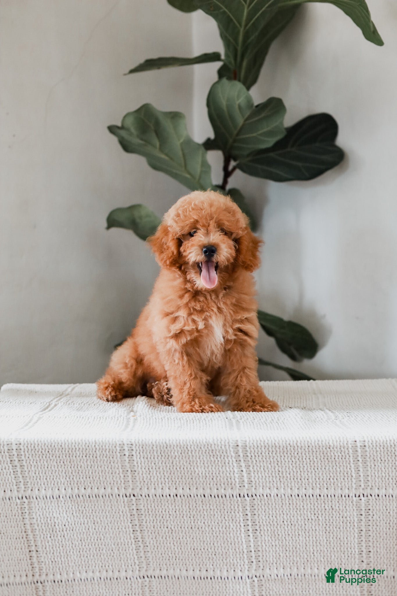 Miniature Poodle dogs Kersen - Ad 2