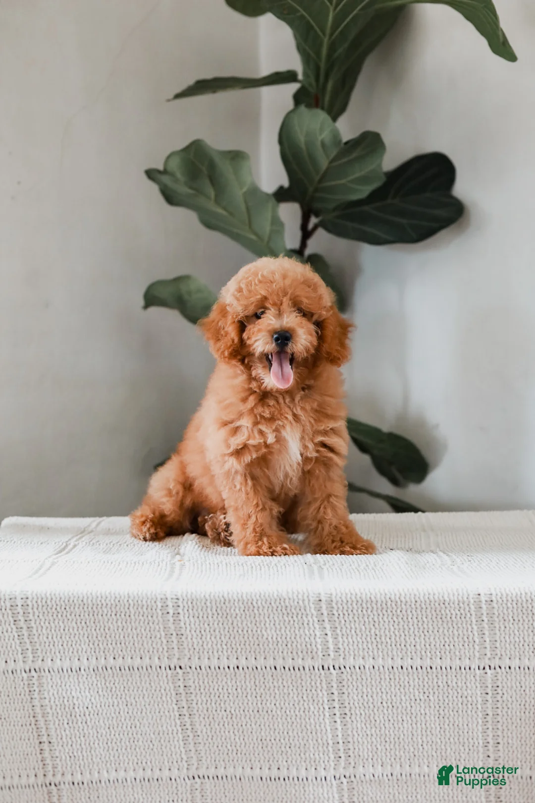 Miniature Poodle dogs for sale: Kersen - Ad 2