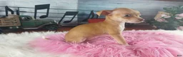 Chihuahua dogs for sale: Teacup female Chihuahua.  Hand Delivery  - Ad 7