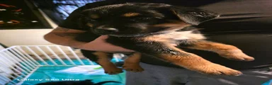 Mixed Breed 3