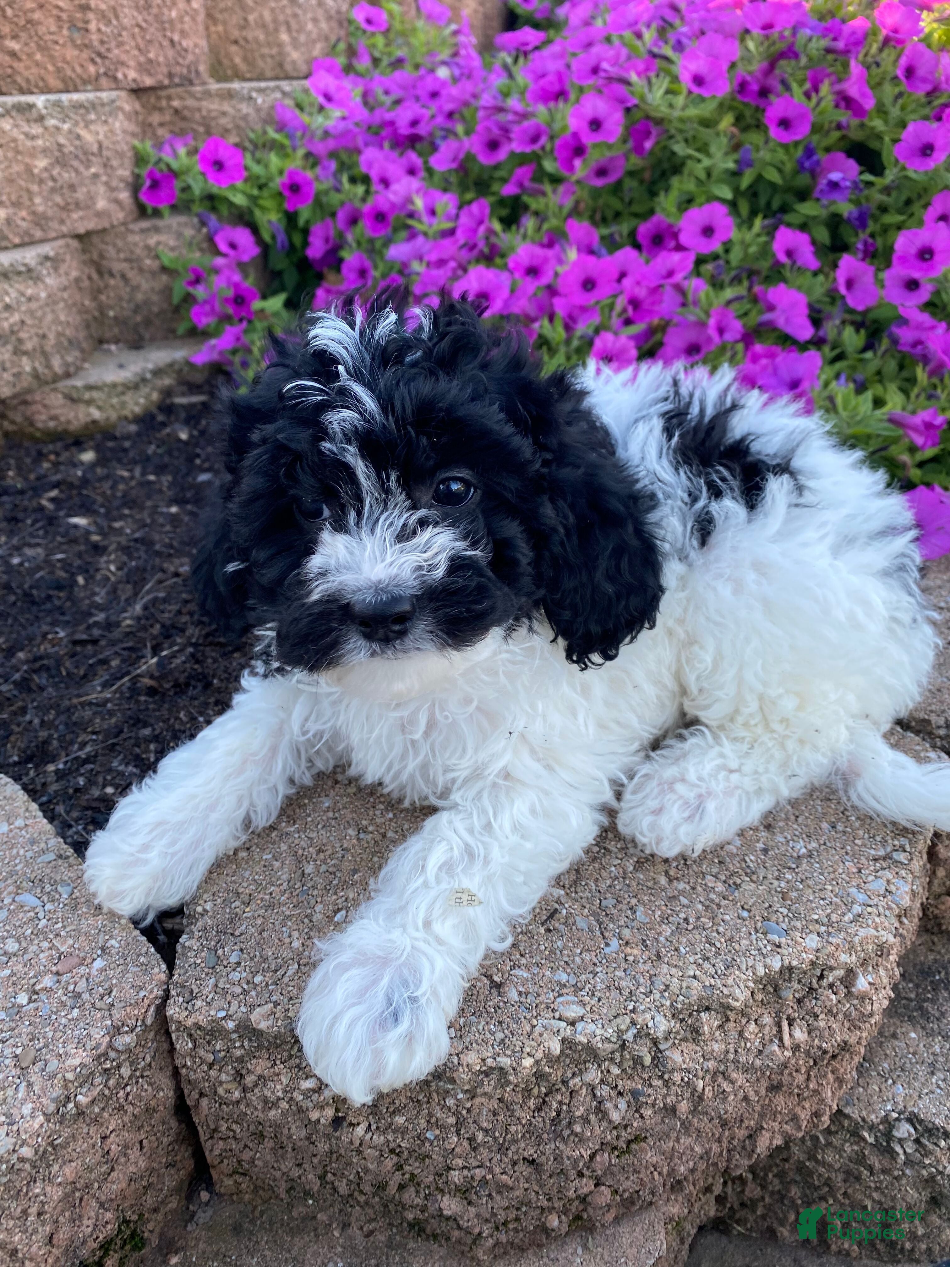 Cavapoo dogs Tiffany - Ad 1