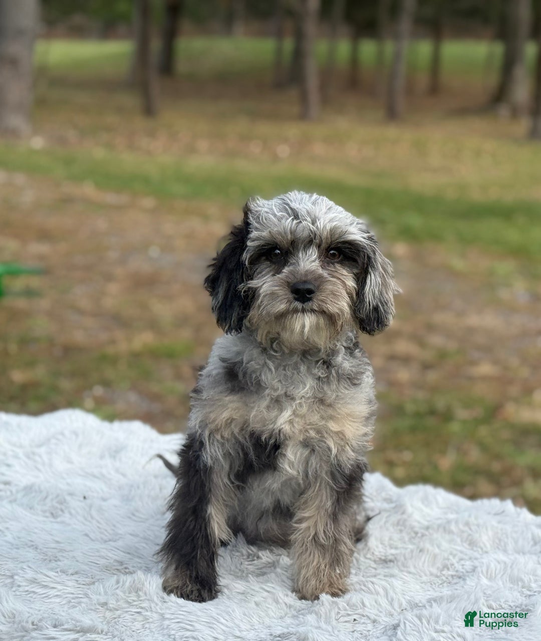 Cavapoo dogs for sale: Sasha - Ad 3