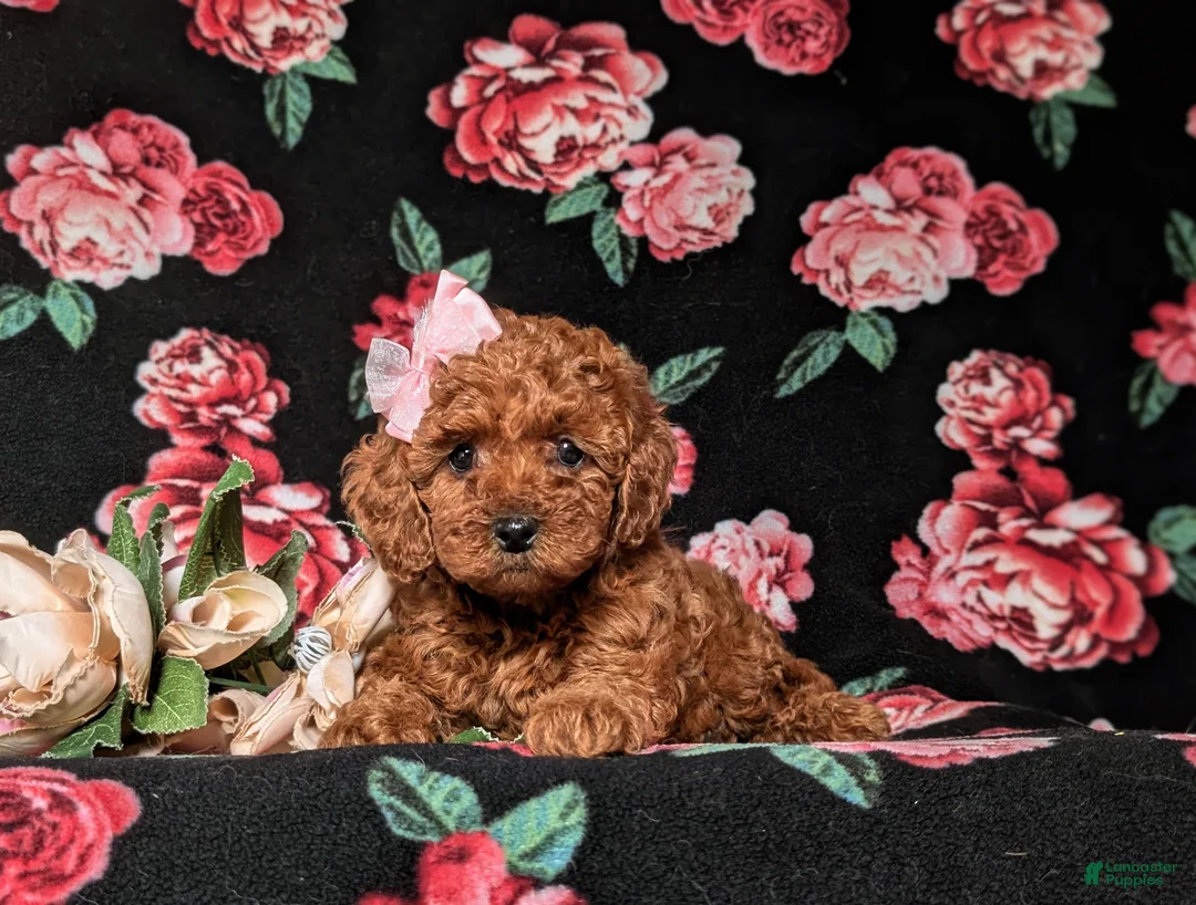 Miniature Poodle dogs for sale: Kaleigh - Ad 5