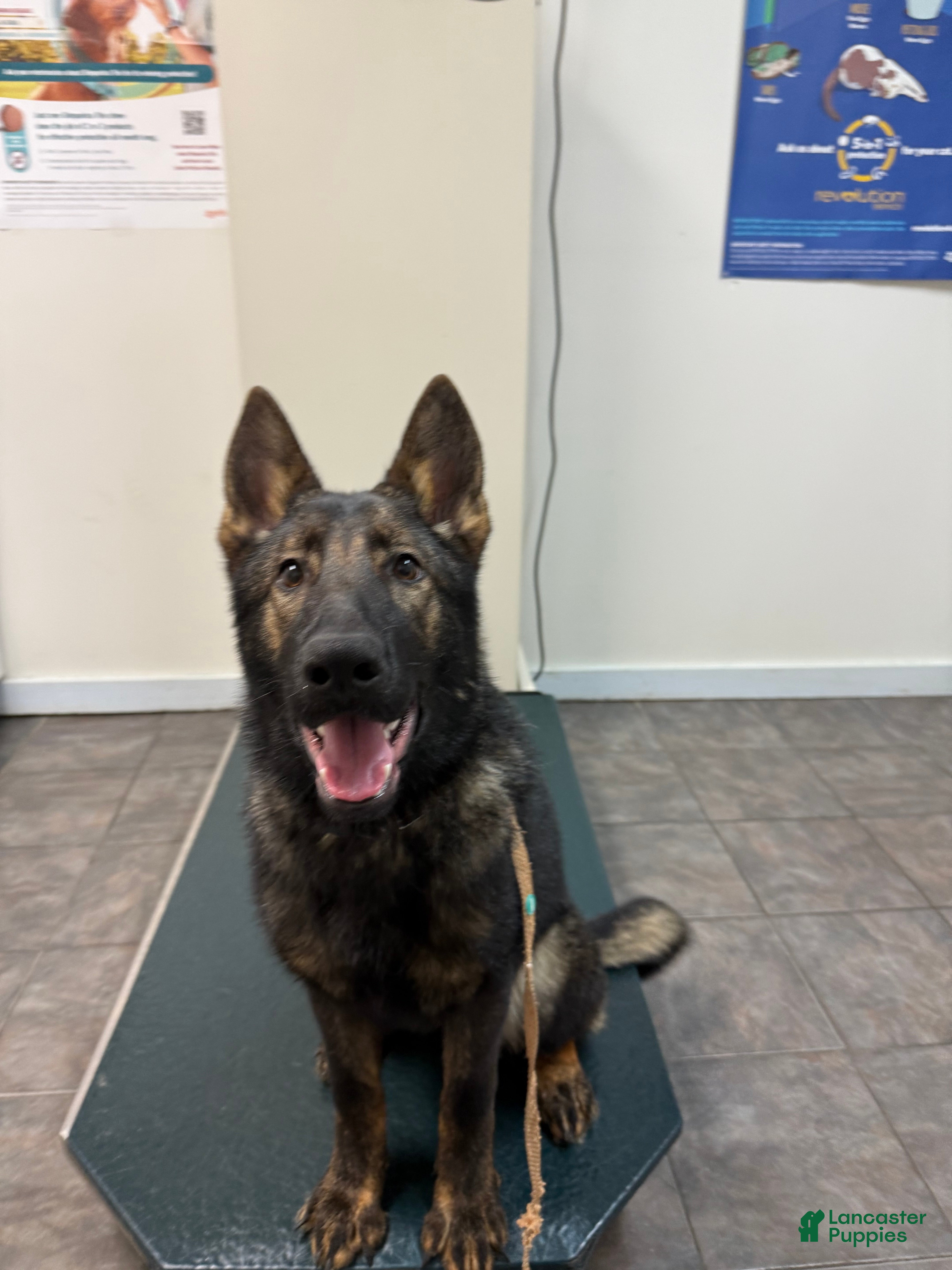 German Shepherd dogs German Shepherd Puppy Czech Republic  - Ad 9