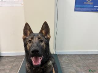 German Shepherd dogs German Shepherd Puppy Czech Republic - Ad 34