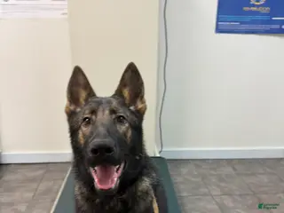 German Shepherd dogs German Shepherd Puppy Czech Republic - Ad 31