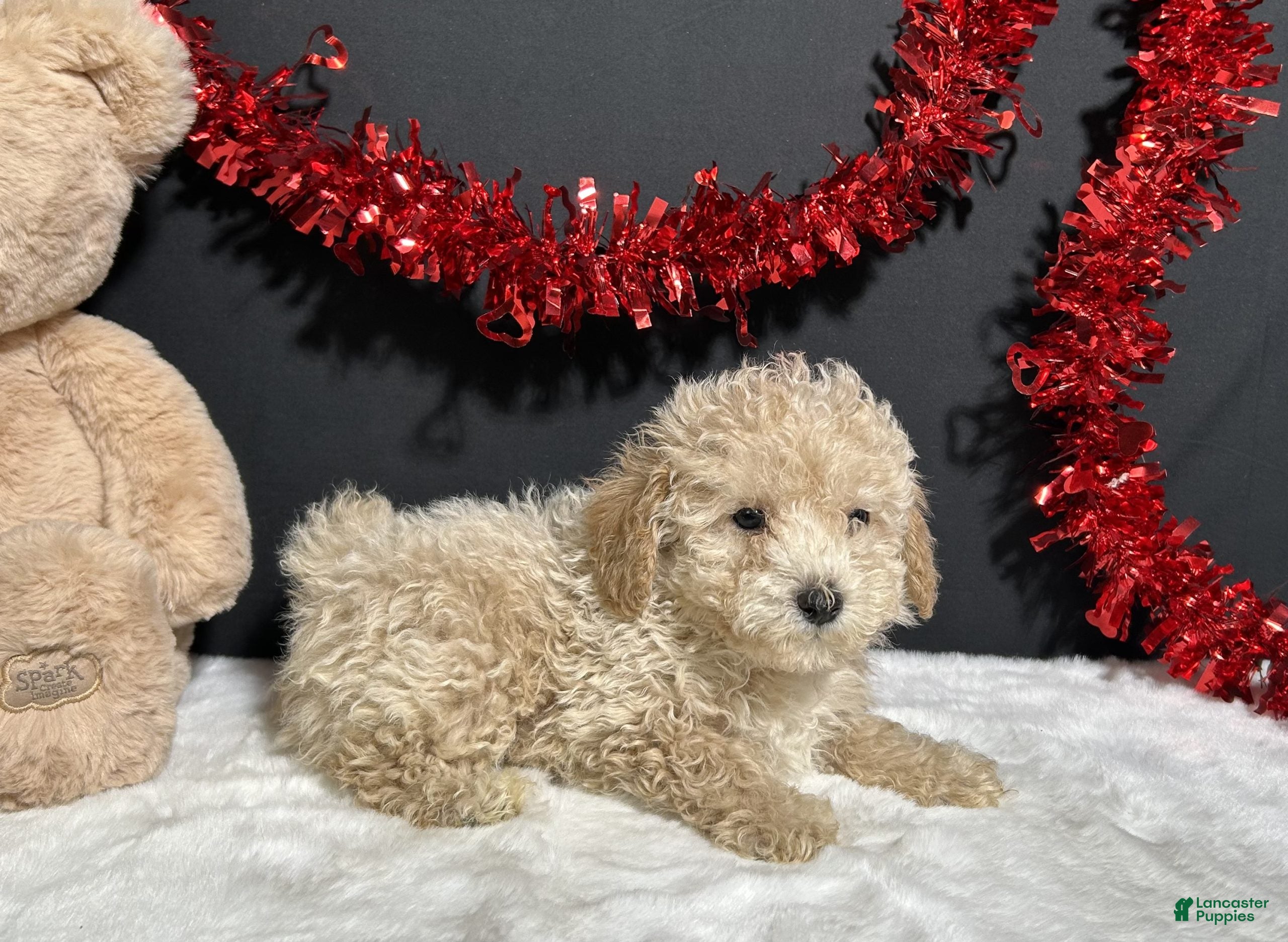 Toy Poodle dogs Bear - Ad 2