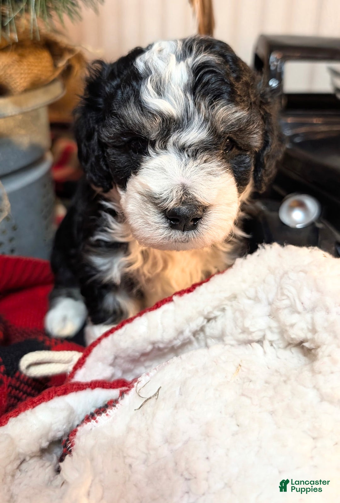 Mini Sheepadoodle dogs for sale: Pierre - Ad 3