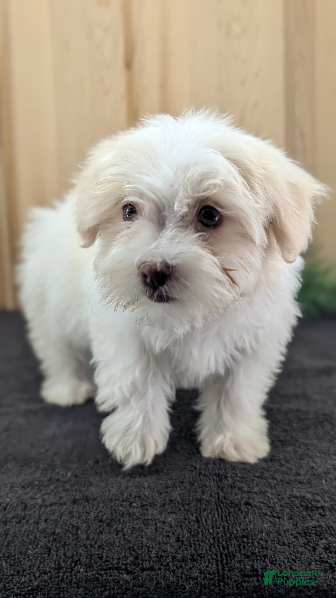 Havanese dogs for sale: Macy - Ad 4