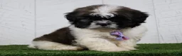 Shih Tzu dogs for sale: Denzel - Ad 4