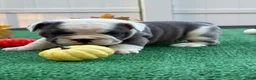 Mixed Breed dogs for sale: Jane - Ad 5