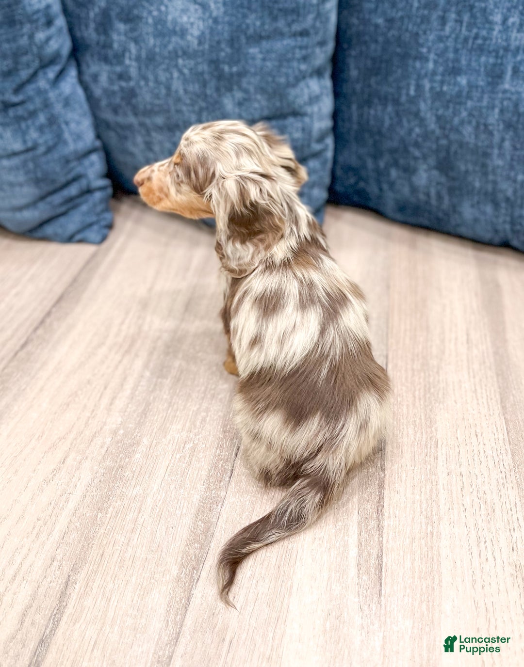 Miniature Dachshund dogs for sale: Biscuit - Ad 5