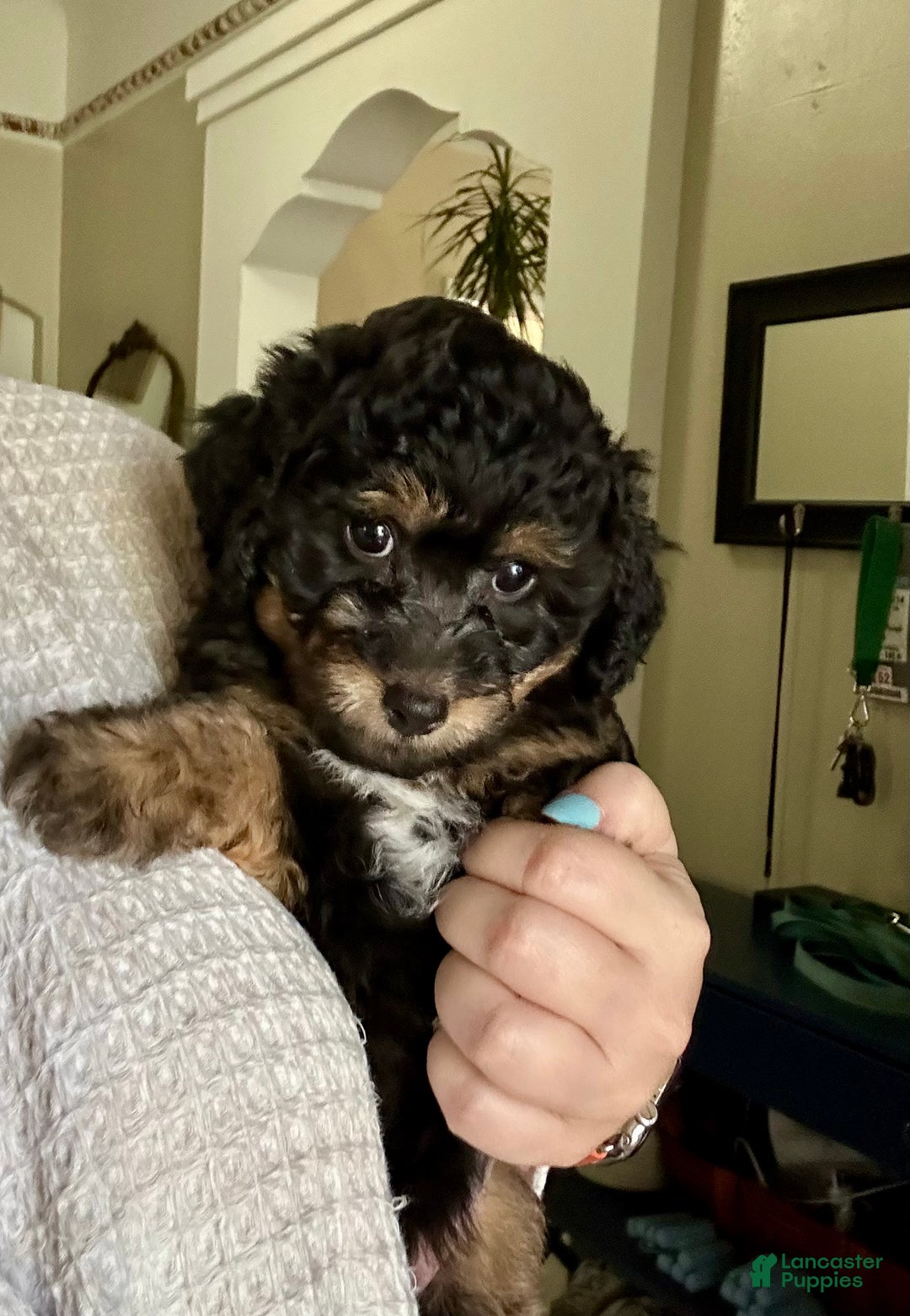 Bichpoo dogs for sale: Milly - Ad 1