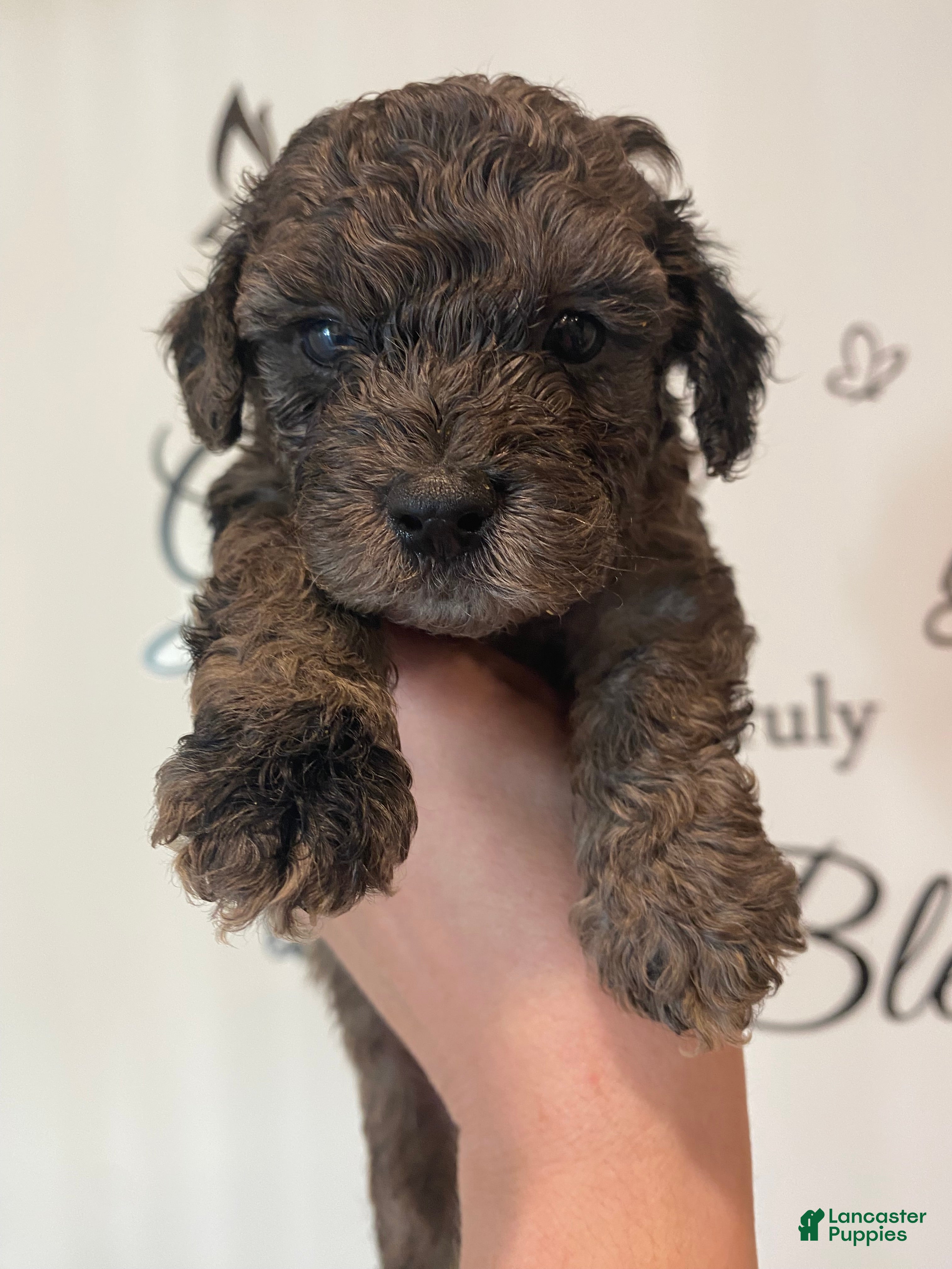 Toy Poodle dogs Boy 1 - Ad 1
