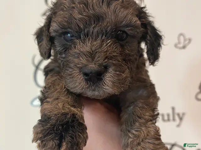 Toy Poodle dogs Boy 1 - Ad 1