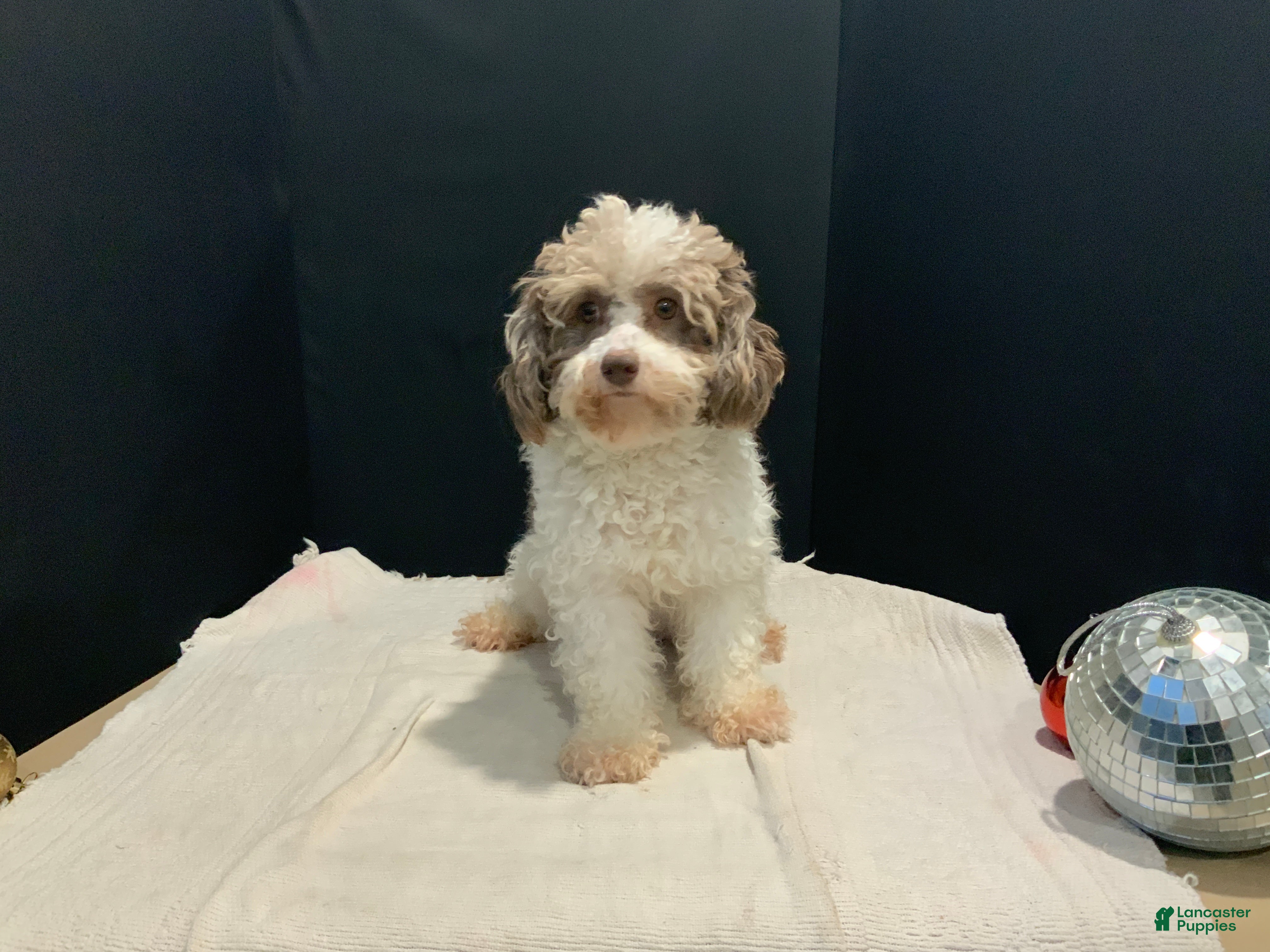 Toy Poodle dogs becky - Ad 13