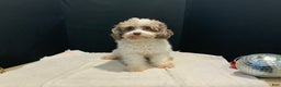 Toy Poodle dogs for sale: betsy - Ad 9