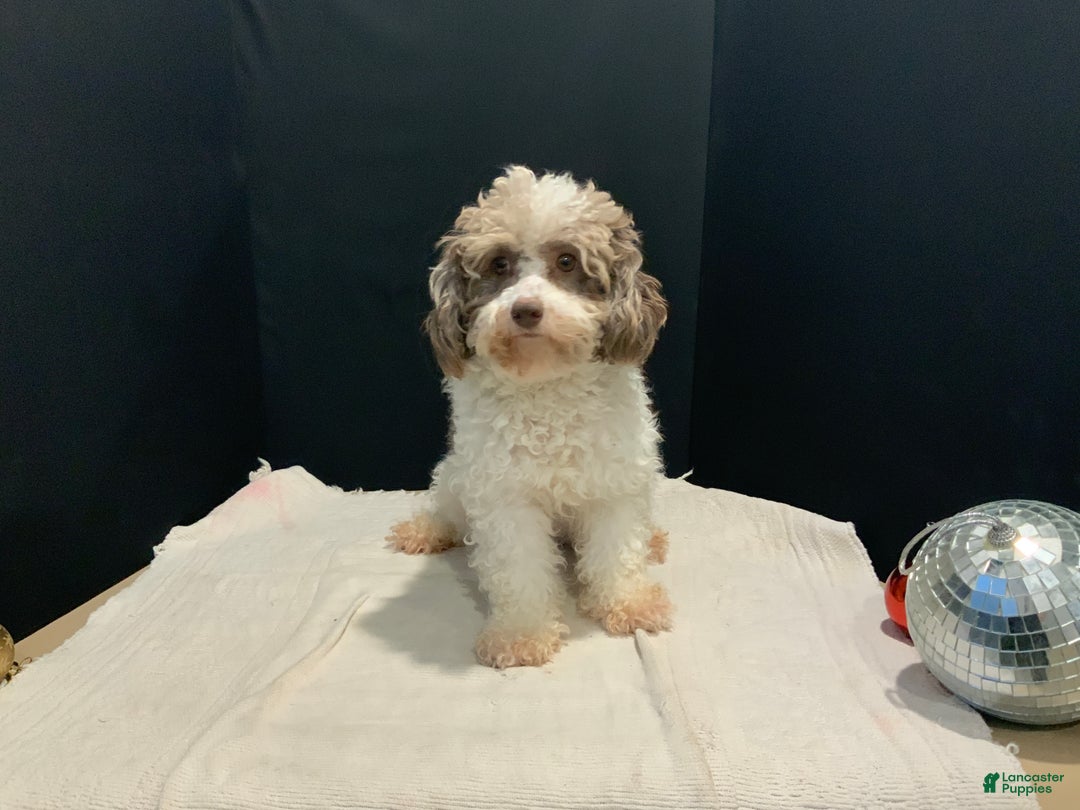 Toy Poodle dogs for sale: betsy - Ad 9