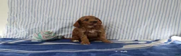 Mini Goldendoodle dogs for sale: Mako - Ad 4