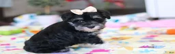 Miniature Schnauzer dogs for sale: Ellie - Ad 5