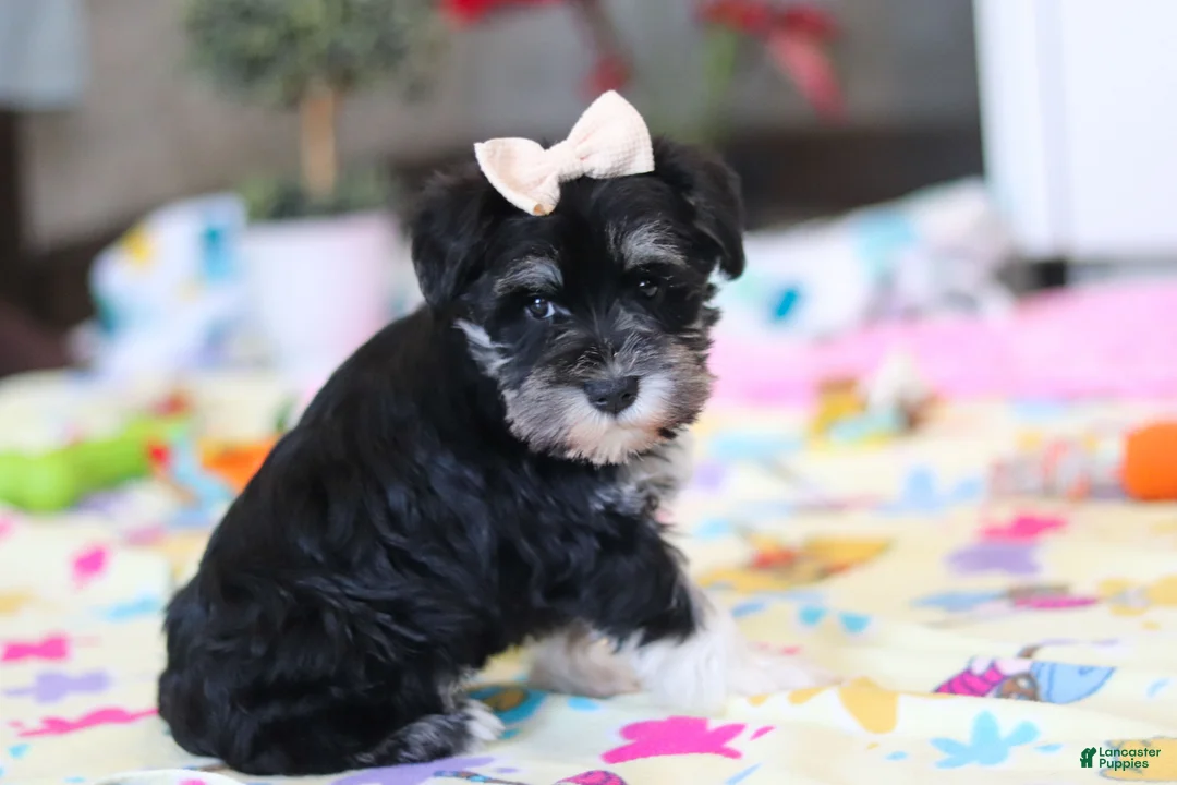 Miniature Schnauzer dogs for sale: Ellie - Ad 5