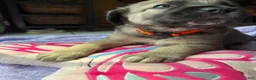 Mixed Breed dogs for sale: Felon - Ad 6