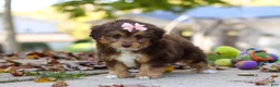 Mini Aussiedoodle dogs for sale: Daisy - Ad 6