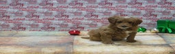 Goldendoodle dogs for sale: Mini Rex - Ad 3