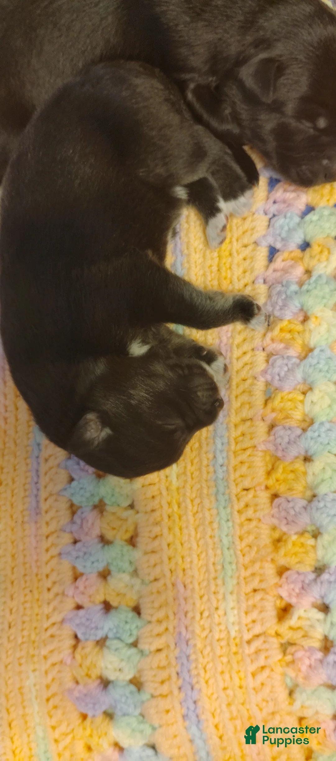 Mixed Breed dogs for sale: Mixed Breed 6 - Ad 1