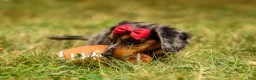 Miniature Dachshund dogs for sale: BAILEY - Ad 5