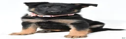 German Shepherd dogs for sale: Lexi - Ad 6