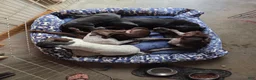 German Shorthaired Pointer dogs for sale: Smooch - Ad 7