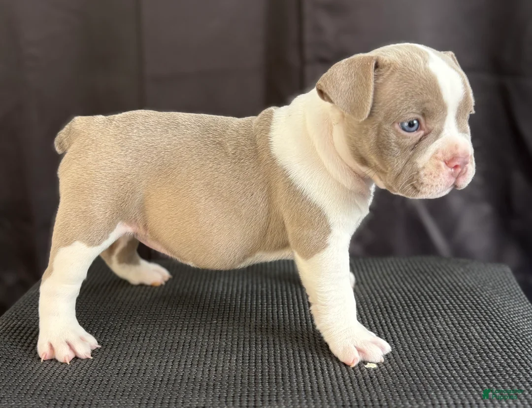 American Bully dogs for sale: American Bully 5 - Ad 1