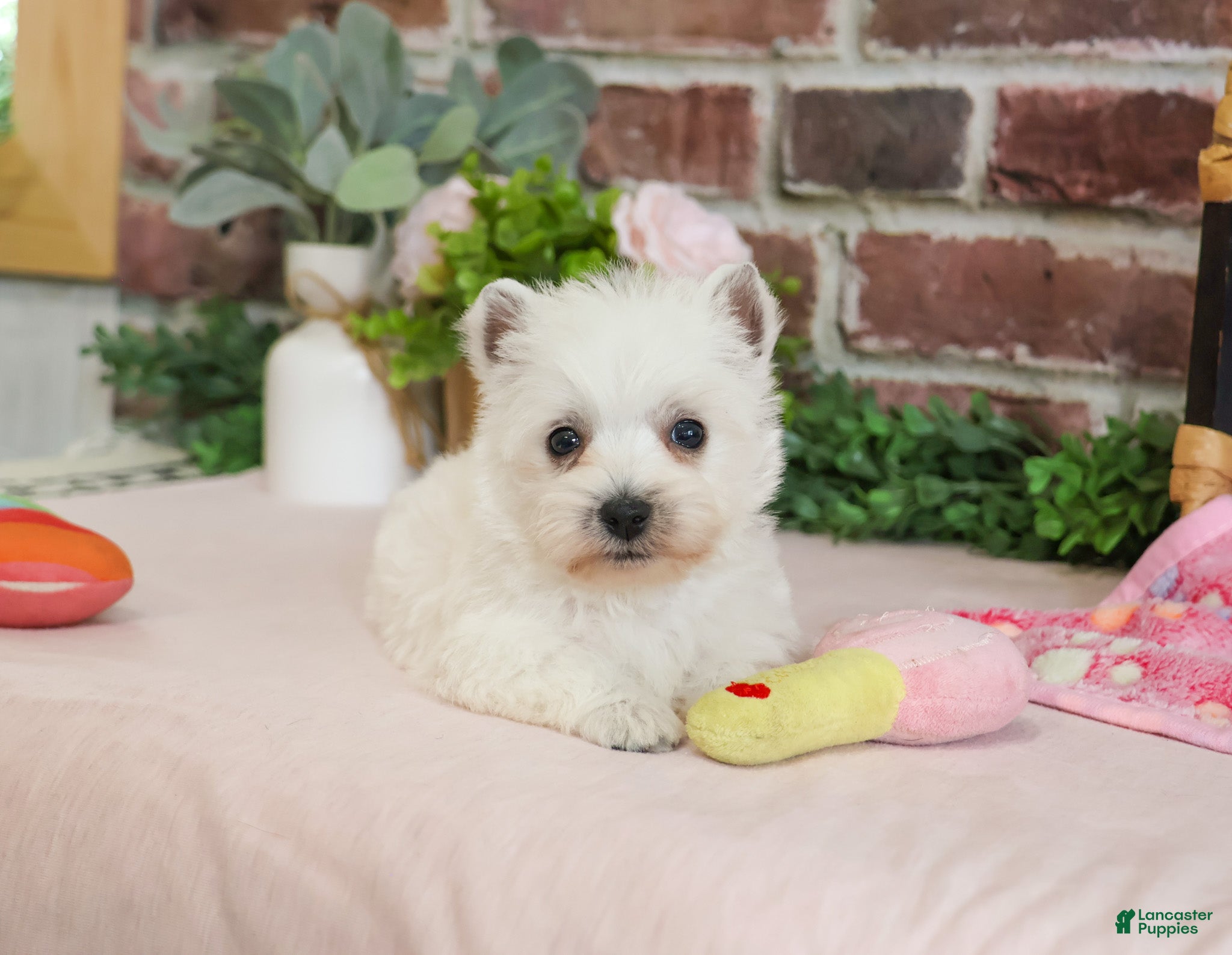 West Highland Terrier dogs Caroline - Ad 2