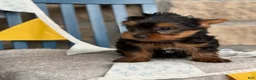 Yorkshire Terrier dogs for sale: Skylar - Ad 8