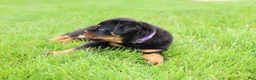 Rottweiler dogs for sale: Roxy - Ad 9
