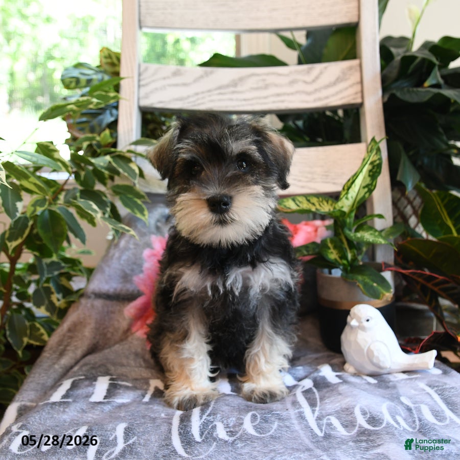 Miniature Schnauzer dogs Molly - Ad 1