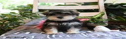 Miniature Schnauzer dogs for sale: Molly - Ad 1