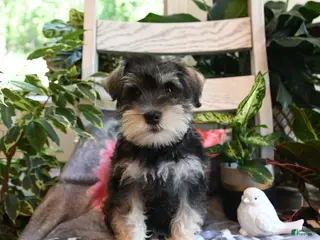Miniature Schnauzer dogs for sale: Molly - Ad 1
