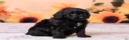 Mini Aussiedoodle dogs for sale: Axel - Ad 3