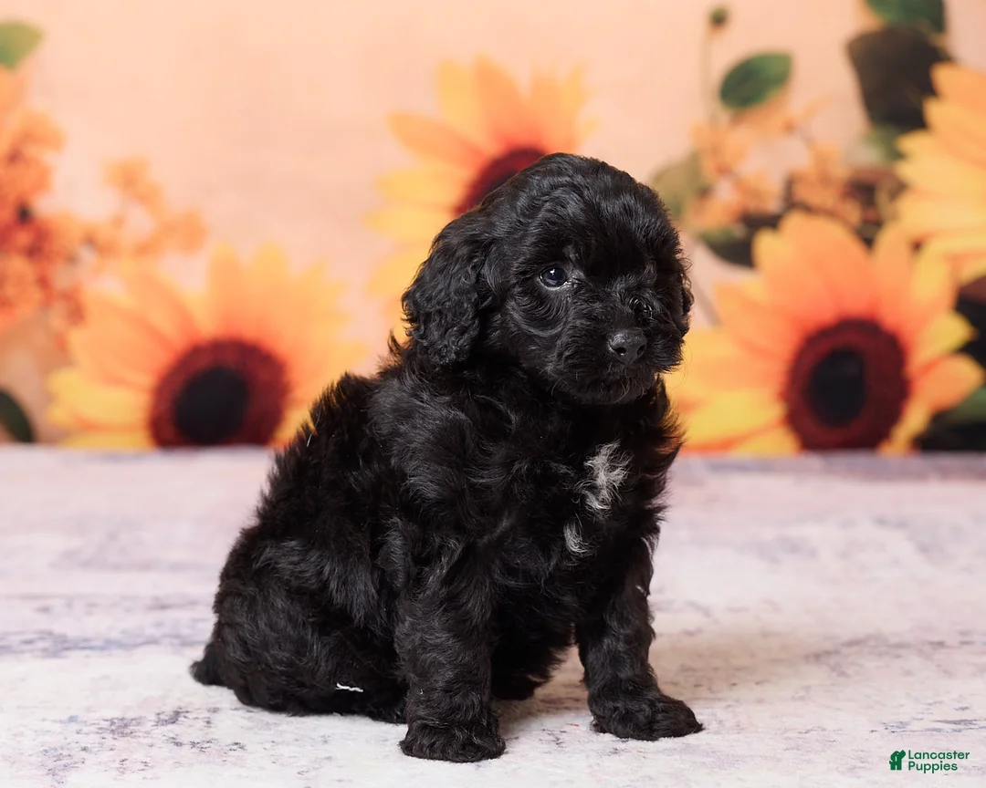 Mini Aussiedoodle dogs for sale: Axel - Ad 3