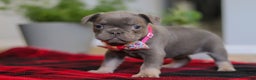 Frenchton dogs for sale: Ellie - Ad 5