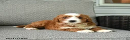 Bernedoodle dogs for sale: Socks - Ad 2