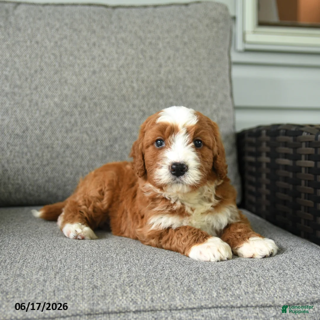 Bernedoodle dogs for sale: Socks - Ad 2