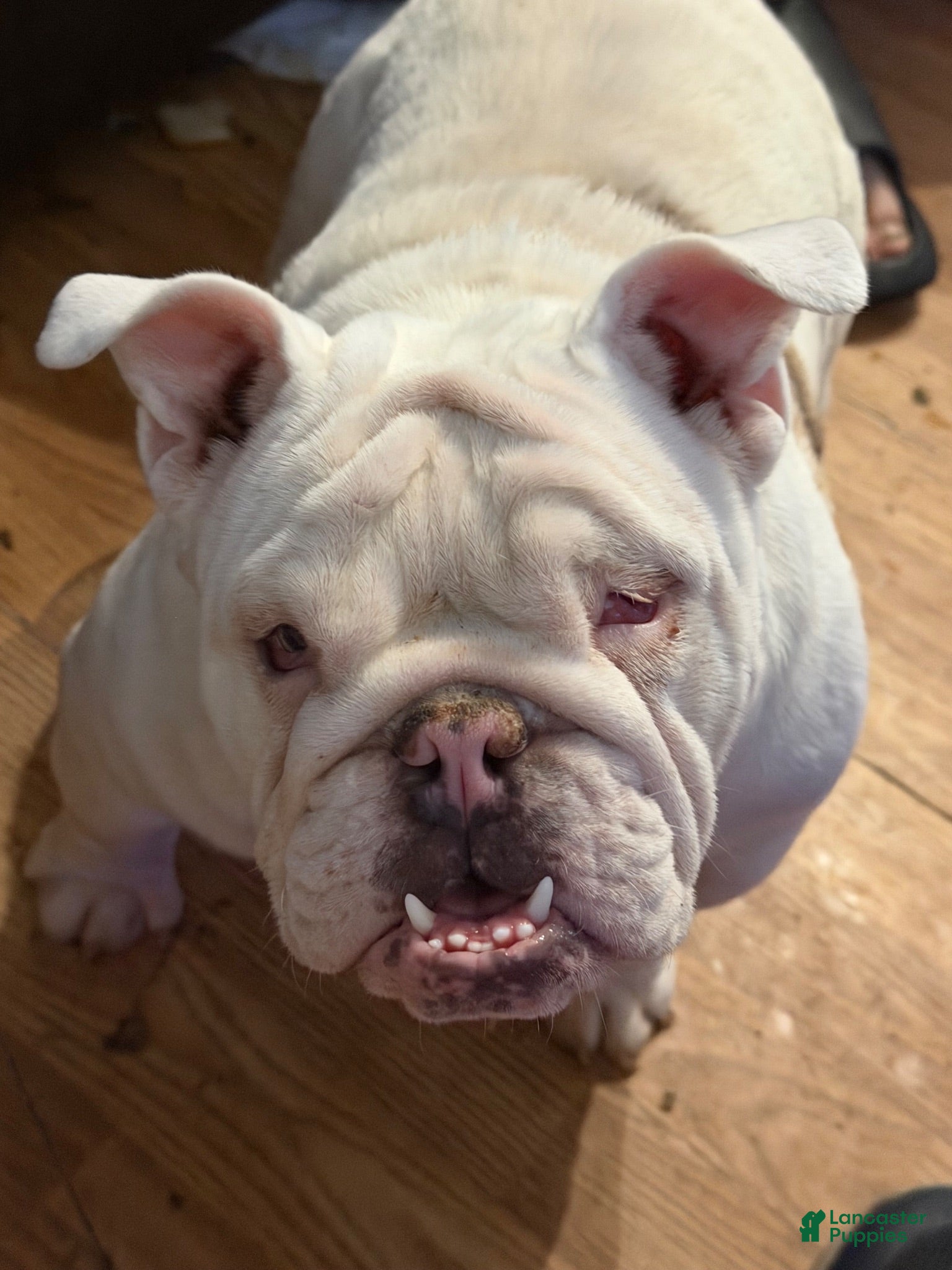 English Bulldog dogs Echo  - Ad 15