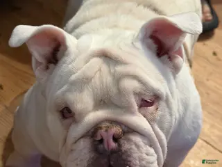 English Bulldog dogs Echo - Ad 15