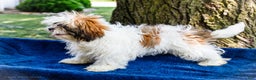 Shih Tzu dogs for sale: Jude - Ad 21