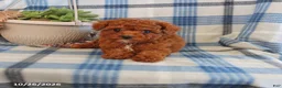 Toy Poodle dogs for sale: Joey - Ad 4